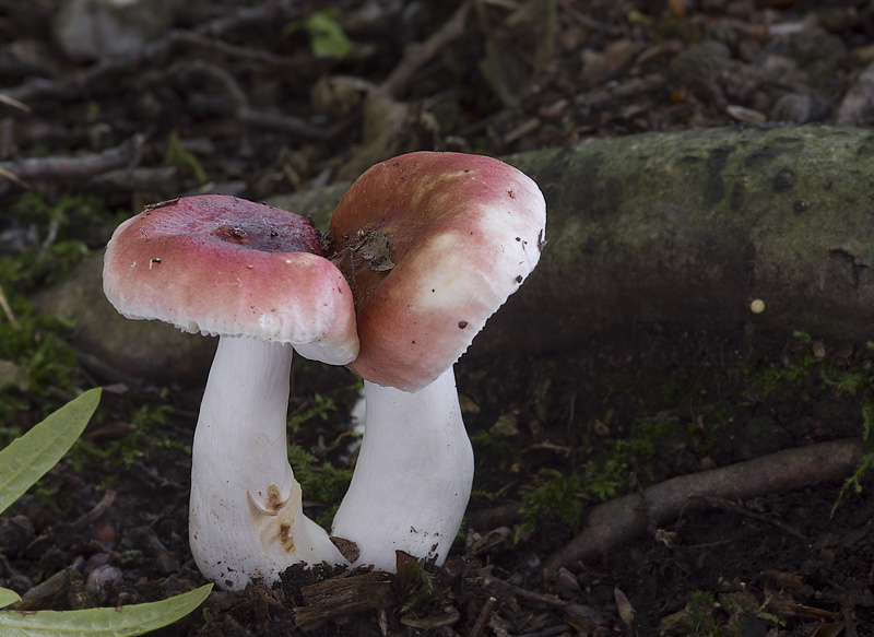 Russula emeticicolor